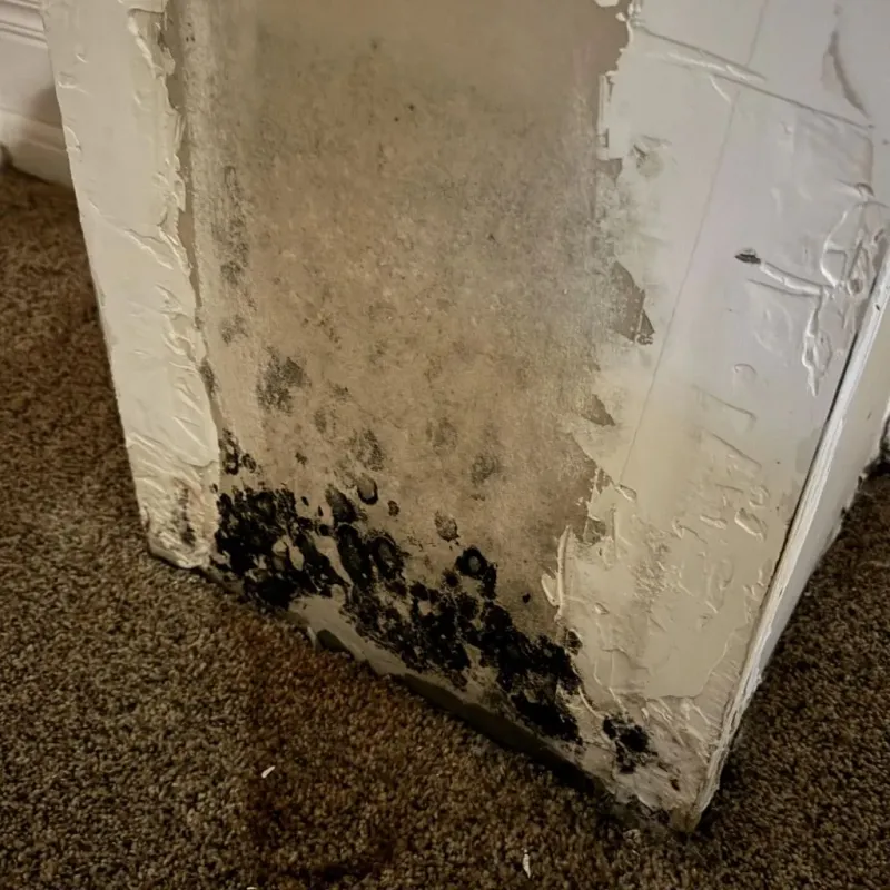 Professional Mold Removal in Dayton, NV